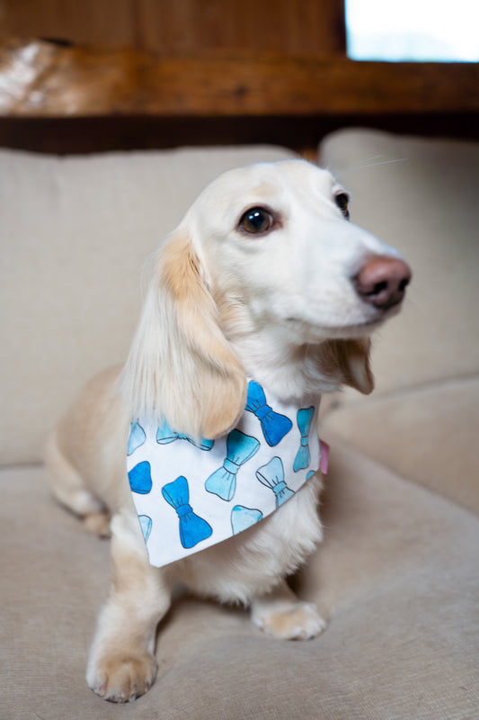 Mr. Fancy Pants, Mr. Willie